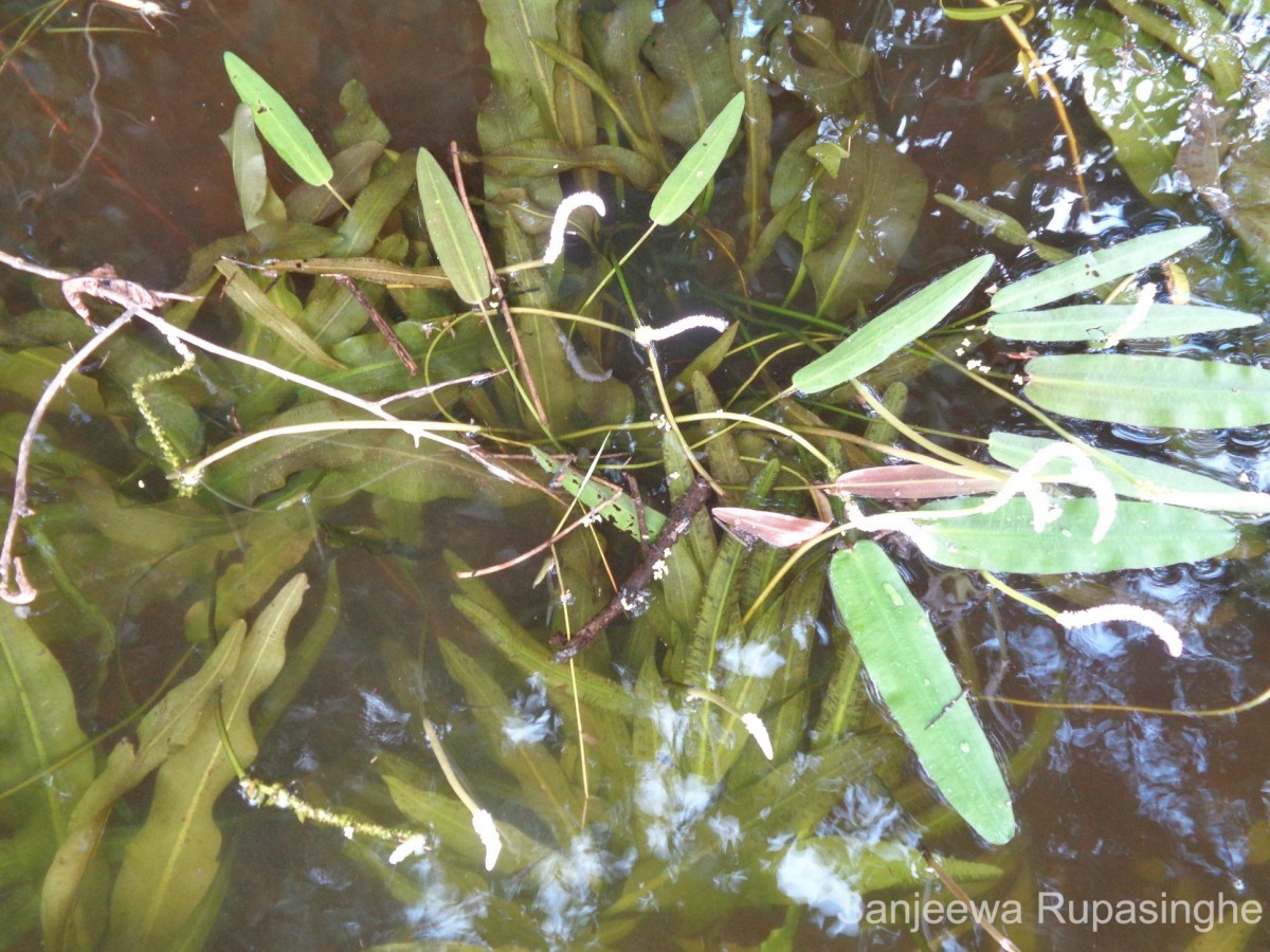 Aponogeton crispus Thunb.